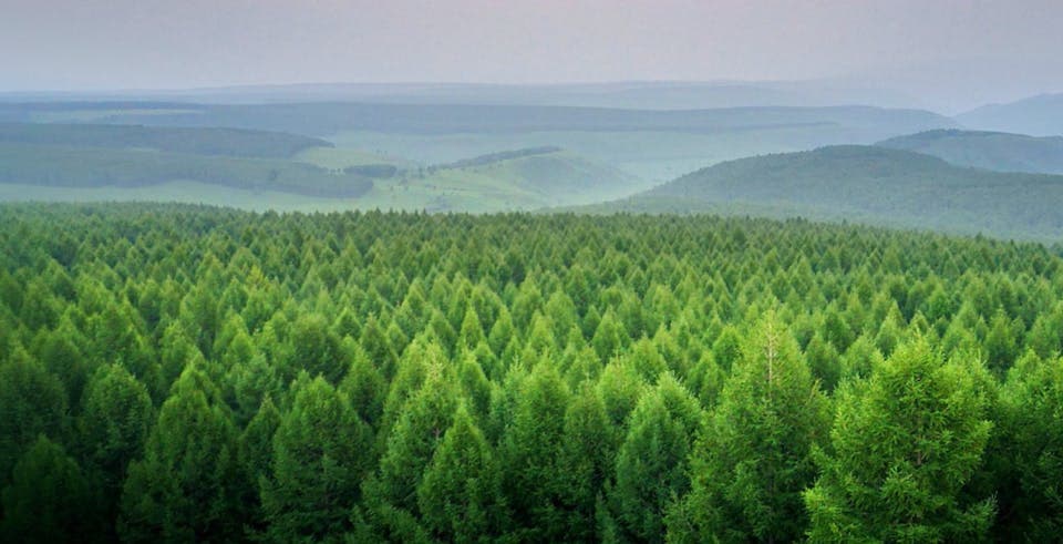forest